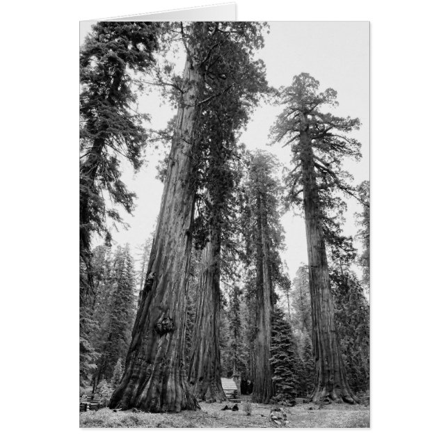 Cartão entre Giants (Frente)