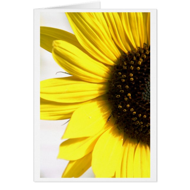 Cartão Enviando sol (Frente)