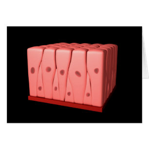 Cartão Epithélio Columnar Pseudoestratificado