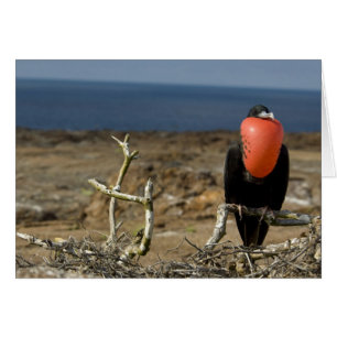 Cartão Equador, Galapagos, Ilha Genovesa. Príncipe