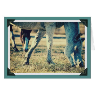 Cartão Equídeos De Cruzamento