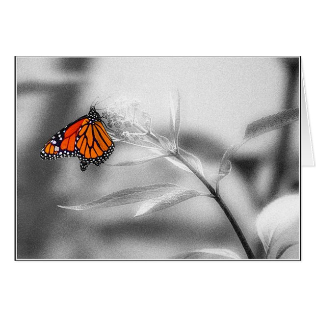 Cartão Equilíbrio delicado (Frente Horizontal)