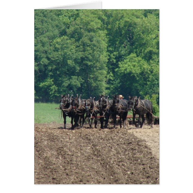 Cartão Equipe de Seis Cavalos (Frente)