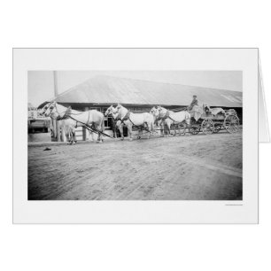 Cartão Equipe dos Cavalos das Fairbanks 1915