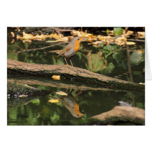 Cartão Erithacus rubecula