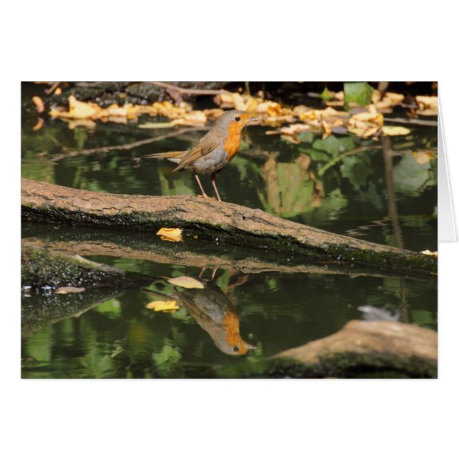 Cartão Erithacus rubecula (Frente horizontal)