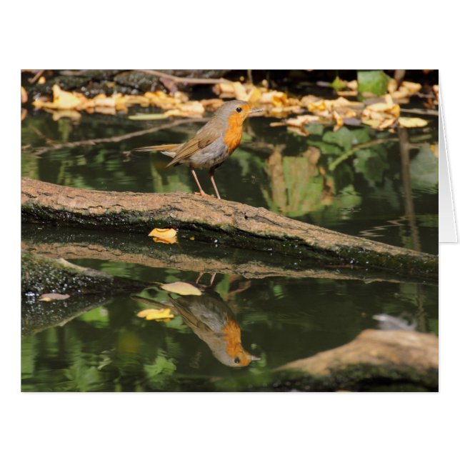 Cartão Erithacus rubecula (Frente horizontal)