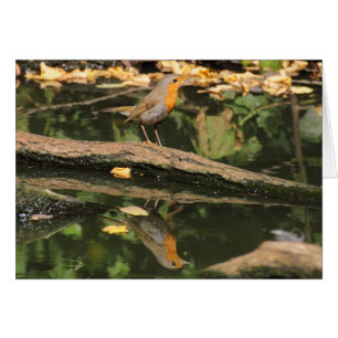 Cartão Erithacus rubecula