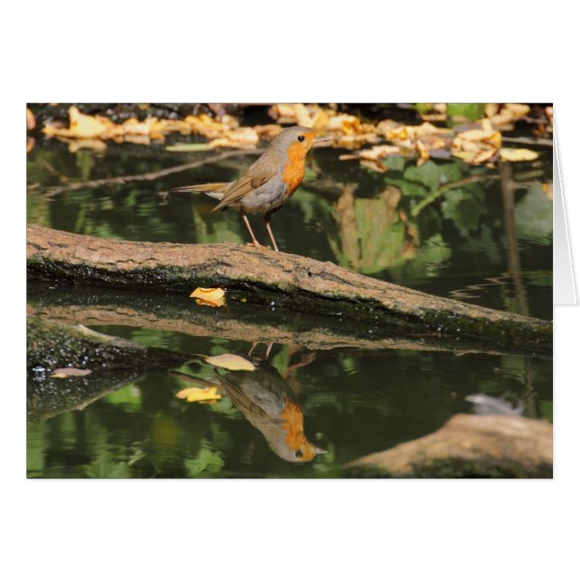 Cartão Erithacus rubecula (Frente Horizontal)