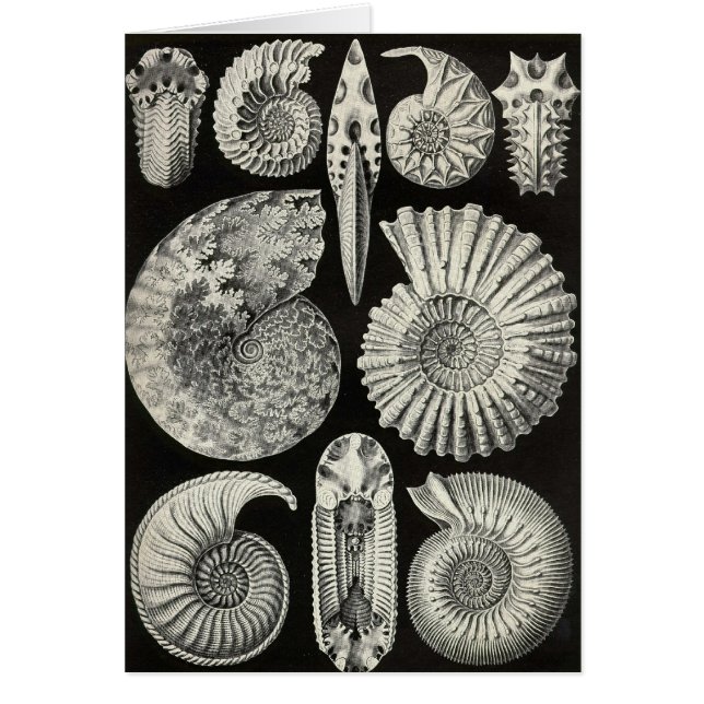 Cartão Ernst Haeckel - Ammonitida (Frente)