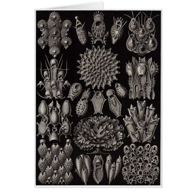 Cartão Ernst Haeckel Art Card:Bryozoa (Frente)