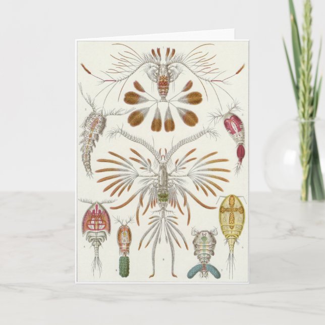 Cartão Ernst Haeckel Art Card: Copepoda (Frente)