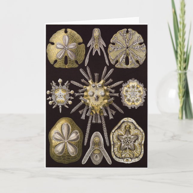 Cartão Ernst Haeckel Art Card: Echinidea (Frente)