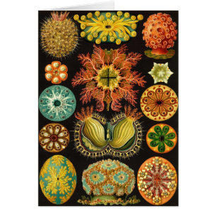 Cartão Ernst Haeckel - Ascidiae