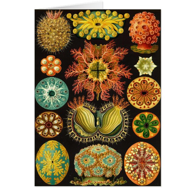 Cartão Ernst Haeckel - Ascidiae (Frente)
