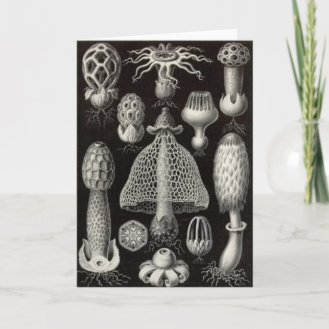 Cartão Ernst Haeckel - Basimycetes Mushrooms (Frente)