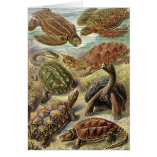 Cartão Ernst Haeckel - Chelonia