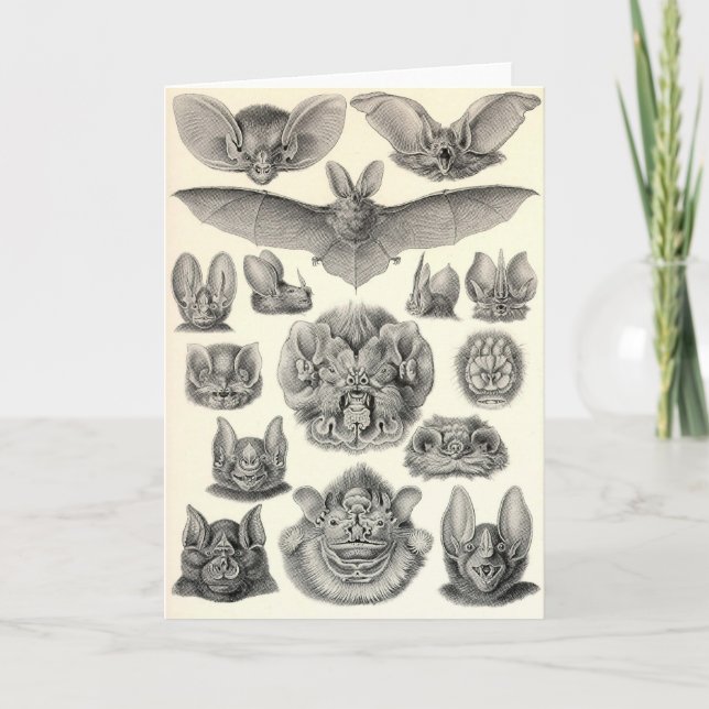 Cartão Ernst Haeckel - Chiroptera Bats (Frente)