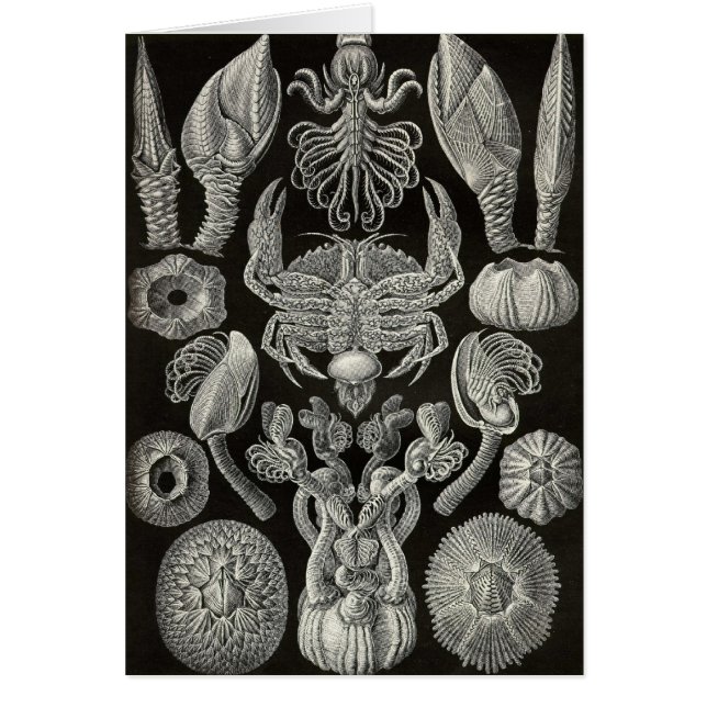 Cartão Ernst Haeckel - Cirripedia (Frente)
