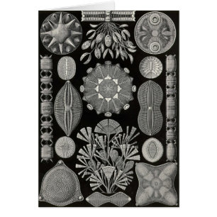 Cartão Ernst Haeckel - Diatomea2