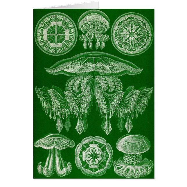 Cartão Ernst Haeckel - Discomedusae4 (Frente)