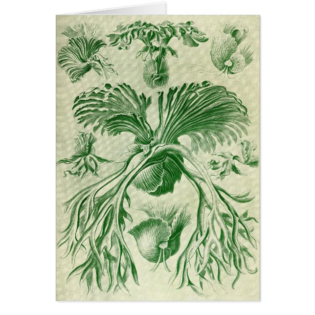Cartão Ernst Haeckel - Filicinae (Frente)