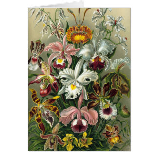 Cartão Ernst Haeckel - Orchidae