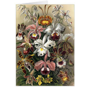 Cartão Ernst Haeckel - Orchideae