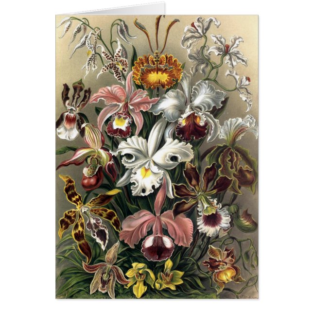 Cartão Ernst Haeckel - Orchideae (Frente)