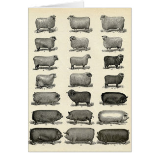 Cartão Erradura vitoriana de suínos e ovinos