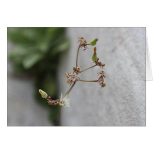 Cartão Erva daninha do desejo do verão