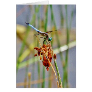 Cartão Erva de areia e Dragonfly