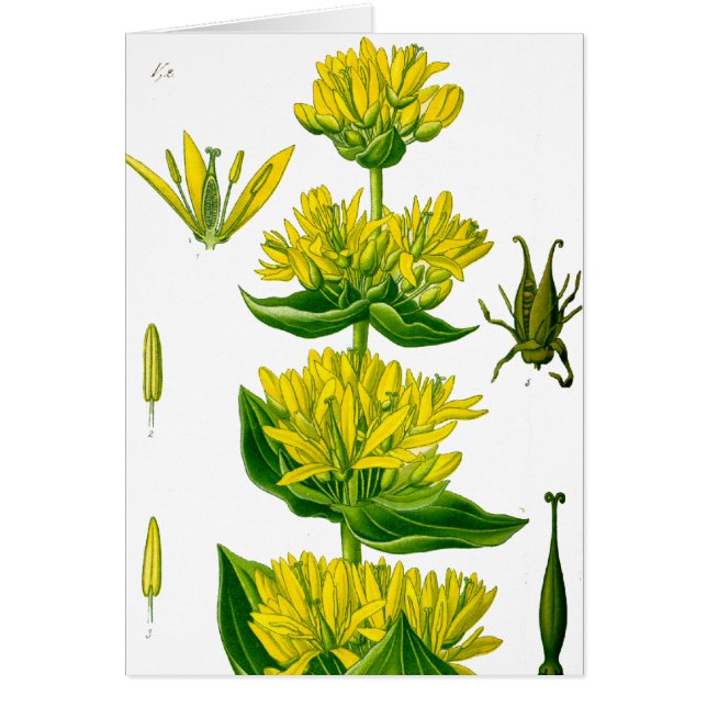 Cartão erva primavera amarela vintage (Frente)