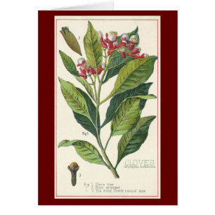 Cartão Ervas de Alimentos Antigos Especiarias, Planta de 