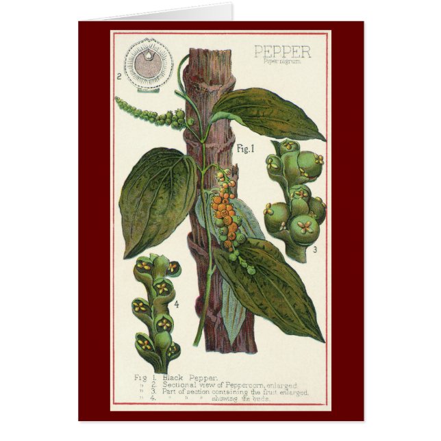 Cartão Ervas e especiarias alimentares vintage, planta de (Frente)