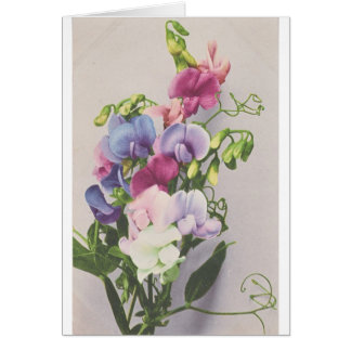 Cartão Ervilha doce 1907