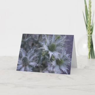 Cartão Eryngium giganteum, 'Miss Willmott's Ghost'