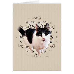 Cartão Esboço do gato de Digitas