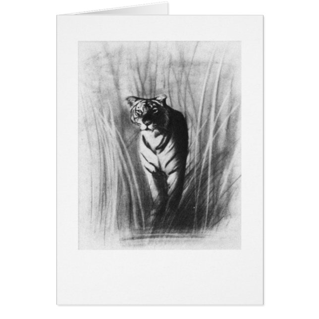 Cartão Esboço do tigre (Frente)