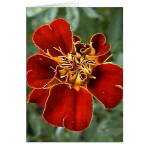 Cartão escarlate da beleza