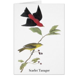Cartão Escarlate de Tanager - John James Audubon