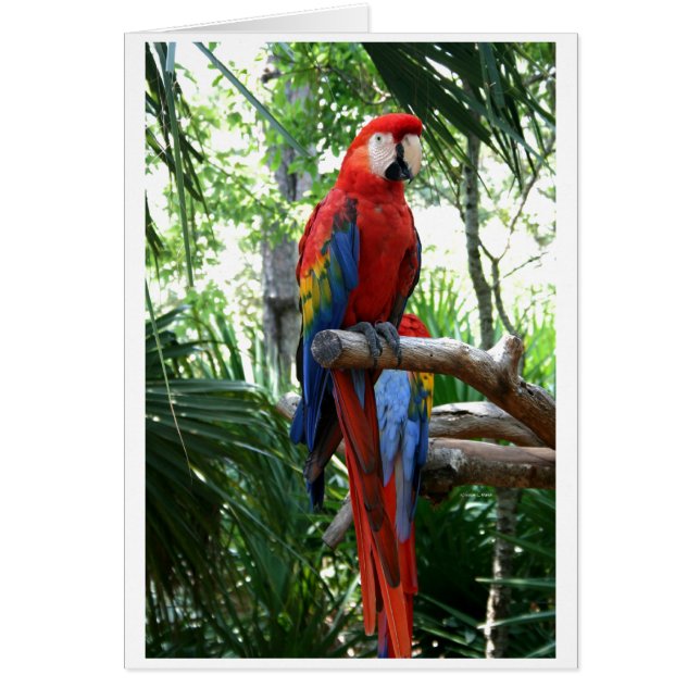 Cartão Escarlate do macaw, design vermelho do photograp (Frente)