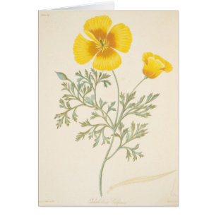 Cartão Eschscholtzia californiano