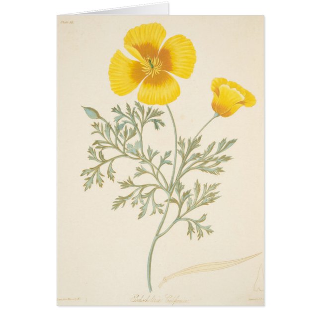 Cartão Eschscholtzia californiano (Frente)