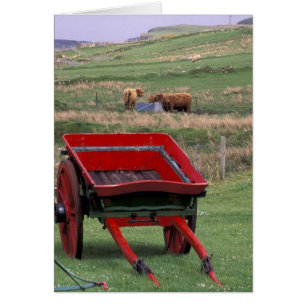 Cartão Escócia, Ilha de Skye, Kilmuir. Animais de fazenda