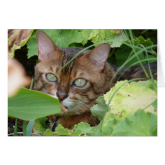 Cartão Escondido no Jardim