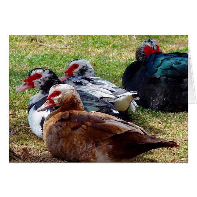 Cartão Escovas (Frente Horizontal)