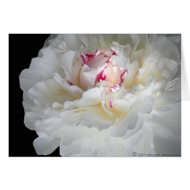 Cartão escudo branco de inverno (Frente Horizontal)