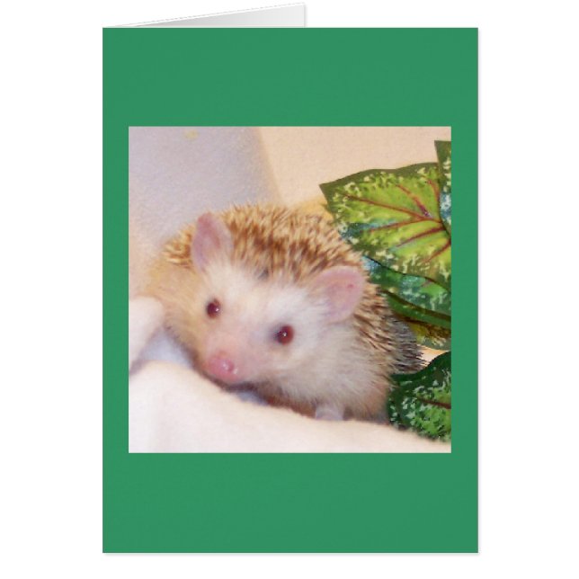 Cartão Escute um ouriço (Frente)