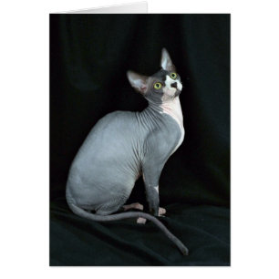 Cartão Esfinge, preto e branco
